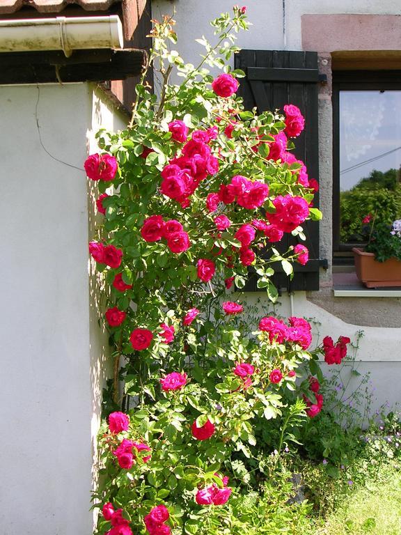 Ferdrupt Ferme Auberge A La Colline מראה חיצוני תמונה